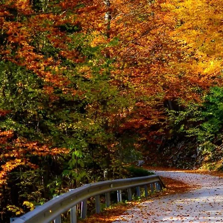 Idyllic Retreat Next To An Elven Forest