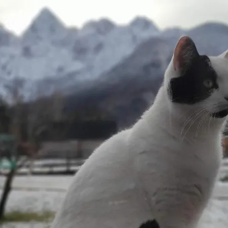Idyllic Retreat Next To An Elven Forest Apartamento Gozd Martuljek