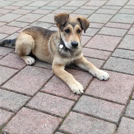 Idyllic Retreat Next To An Elven Forest Apartamento *