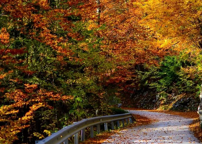 Idyllic Retreat Next To An Elven Forest