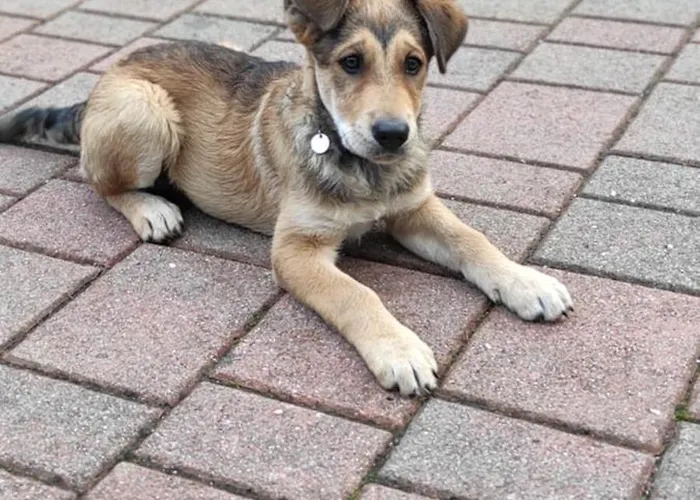 Idyllic Retreat Next To An Elven Forest דירה *